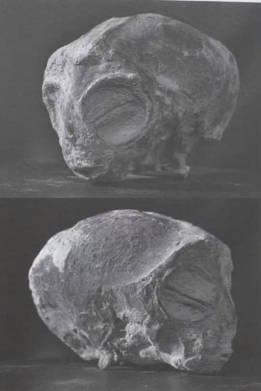 墨西哥 刚刚公开在听证会上展示了 #外星人 #尸体：  • 在秘鲁的硅藻矿中被找到  • 于2017年在帕尔帕和纳斯卡之间发现  • 不属于地球的进化过程  • 碳测年约1000年前  • 不是木乃伊，尸体完整无缺墨西哥 刚刚公开在听证会上展示了 #外星人 #尸体：  • 在秘鲁的硅藻矿中被找到  • 于2017年在帕尔帕和纳斯卡之间发现  • 不属于地球的进化过程  • 碳测年约1000年前  • 不是木乃伊，尸体完整无缺