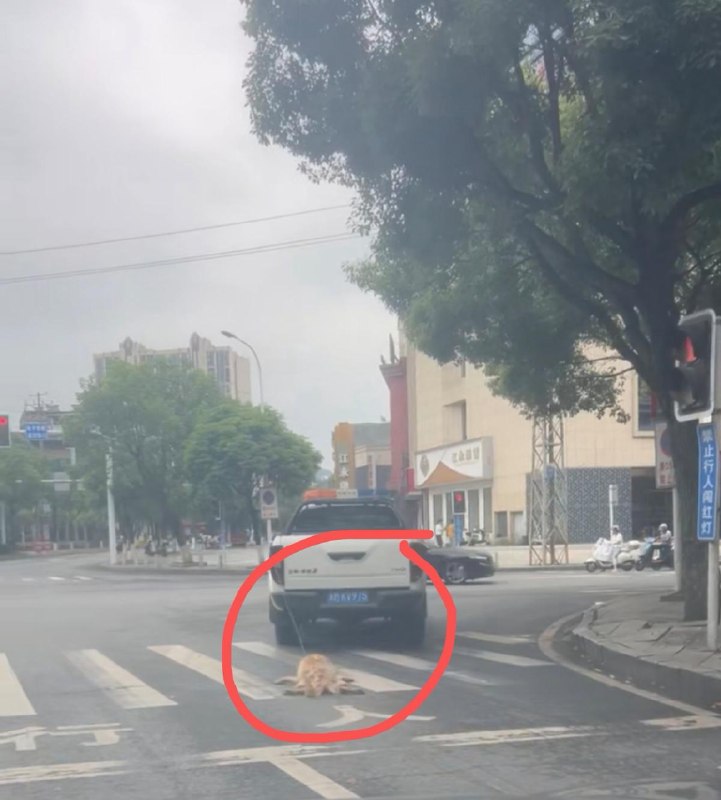 湖南街头一辆城管皮卡车拖行狗5月28日，一辆写着“城管执法”字样的湖南永州牌照皮卡车，在街头一路拖行一只狗，此事引发热议