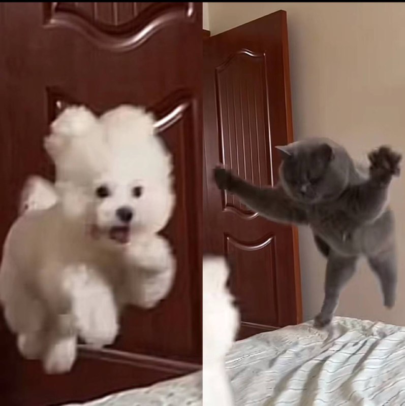 #可爱by 匿名投稿#可爱by 匿名投稿