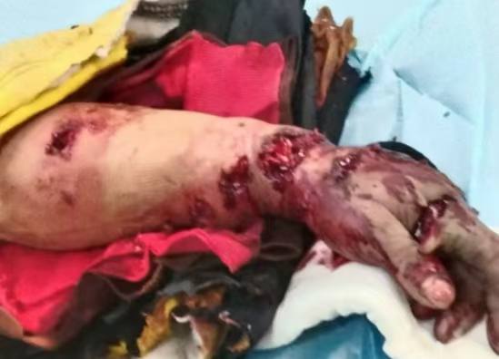 11月18日 监控 黑龙江 勃利 县长太村，，发现有野生 东北虎 入村