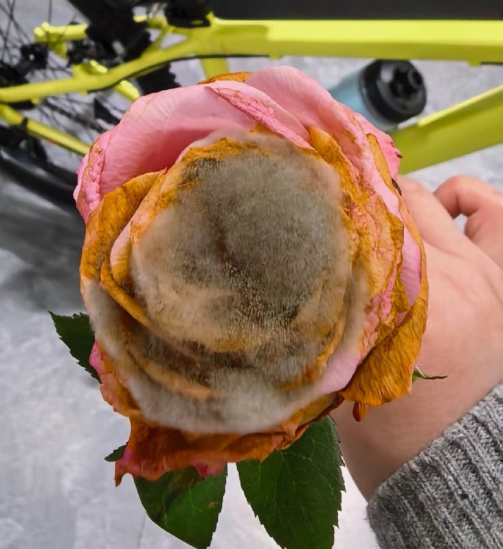 长沙开始种太阳了，90天雨真的顶不住了，花儿都发霉了！#长沙 #雨季长沙开始种太阳了，90天雨真的顶不住了，花儿都发霉了！#长沙 #雨季