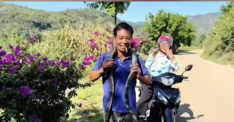 9月2日 贵州一男子误将剧毒 眼镜王蛇 当无毒乌梢蛇玩耍，被咬身亡 #蛇咬人 #作死感谢来自某频道的投稿！9月2日 贵州一男子误将剧毒 眼镜王蛇 当无毒乌梢蛇玩耍，被咬身亡 #蛇咬人 #作死感谢来自某频道的投稿！