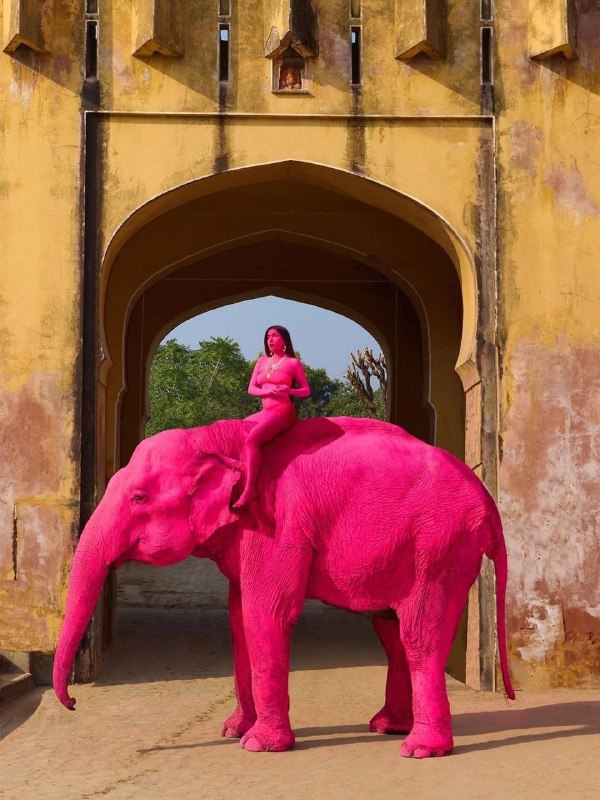 一名俄罗斯女子为了拍摄一组照片，将一头大象染成了粉红色，结果导致这头大象死亡