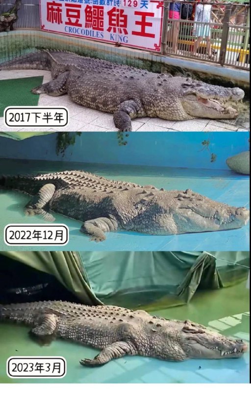 #厦门中非野生动物园 可怜的鳄鱼小河 没有水，它要靠摩擦肚皮才能行动，它已经很久没吃东西了，身上脂肪都消耗完了