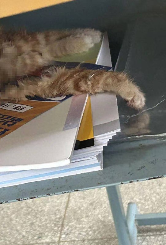 #流浪猫 尸首 分离被放进课桌？疑似 #虐待动物 真相大白：流浪猫 捕食 流浪猫，然后把 #尸体 塞进了课桌！事情曝光后爱猫人士急的嗷嗷叫，声称一定要将 #虐猫 人士绳之以法！还好学校教室里面有监控，不然面对爱猫人士这么大的声音还能解释的清嘛#流浪猫 尸首 分离被放进课桌？疑似 #虐待动物 真相大白：流浪猫 捕食 流浪猫，然后把 #尸体 塞进了课桌！事情曝光后爱猫人士急的嗷嗷叫，声称一定要将 #虐猫 人士绳之以法！还好学校教室里面有监控，不然面对爱猫人士这么大的声音还能解释的清嘛