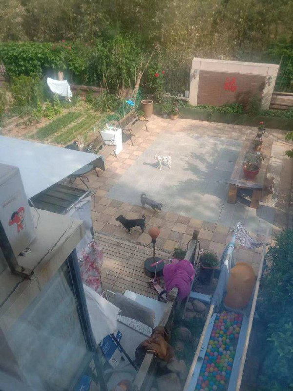 #举报 原青岛市委保密局副局长、二级巡视员宋德忠一家在家中常年违规饲养多条犬只，扰民多年