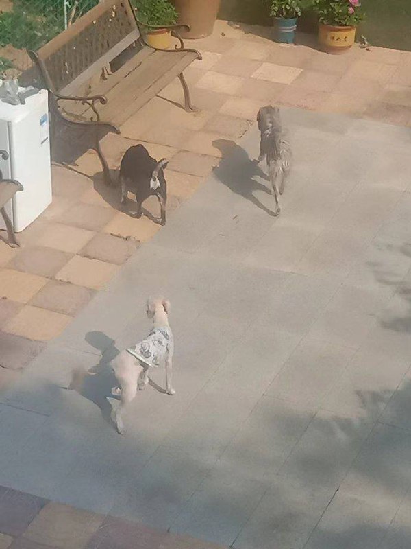 #举报 原青岛市委保密局副局长、二级巡视员宋德忠一家在家中常年违规饲养多条犬只，扰民多年