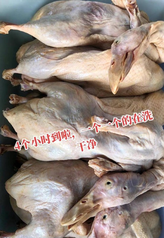 烧鸭 #科技与狠活 色素加25元冰冻白条鸭就是这样制作的by 匿名投稿烧鸭 #科技与狠活 色素加25元冰冻白条鸭就是这样制作的by 匿名投稿