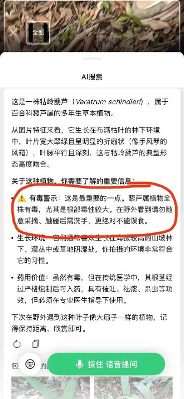 喜欢嘴里叼根草玩的兄弟们注意了 有毒 植物 #中毒感谢家人们投稿！喜欢嘴里叼根草玩的兄弟们注意了 有毒 植物 #中毒感谢家人们投稿！