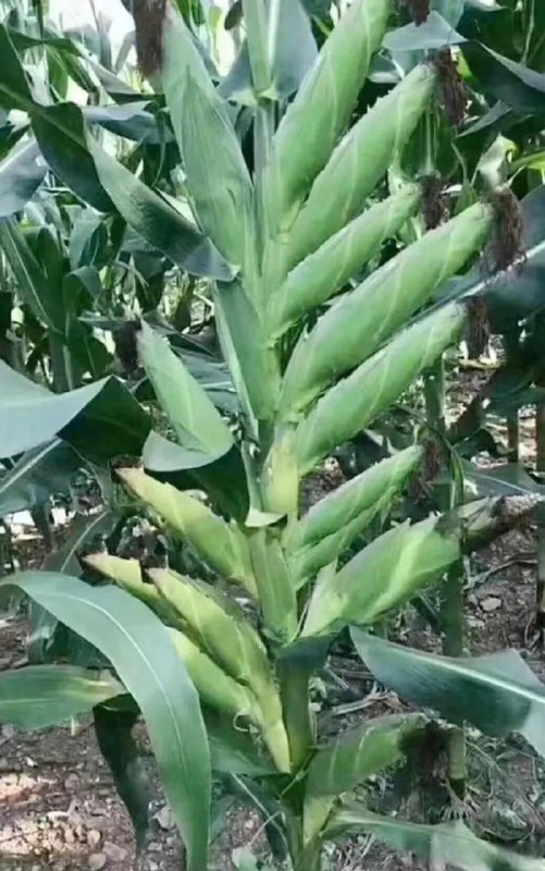 砖家，要的产量 #造假砖家，要的产量 #造假