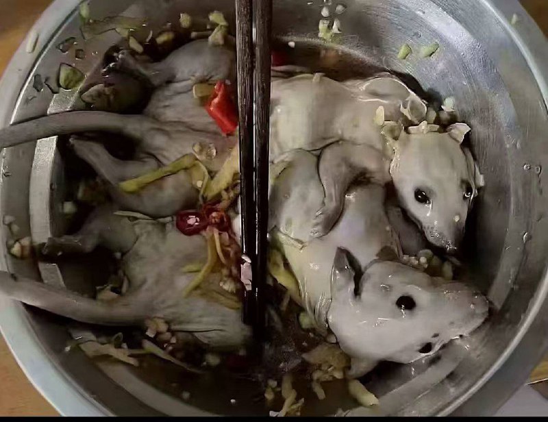 #鼠鼠 #美食 😱 一道美味