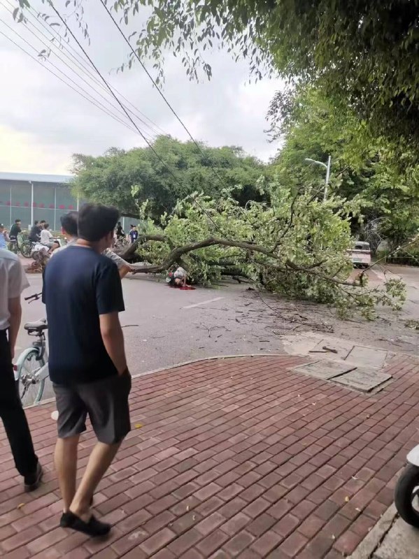 被树砸死😥 #倒霉by 匿名投稿被树砸死😥 #倒霉by 匿名投稿