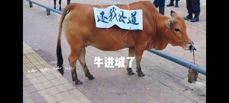 8月31日广东 #茂名，农村人养牛，牛棚被强拆了，就把牛拉到市政府门口抗议