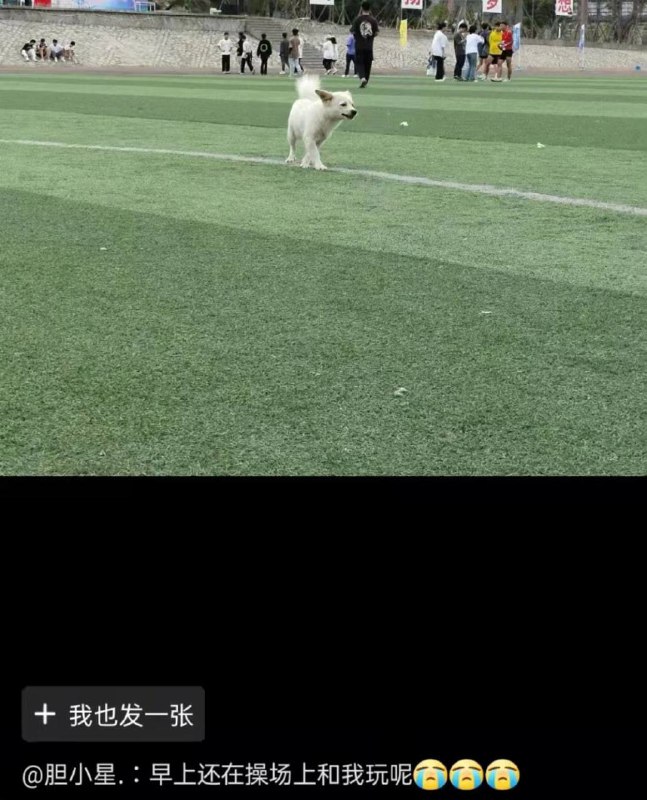 泉州海洋职业学院 11月10～保安 驱赶 #流浪狗 ，将其捕获摔打致死 ，其间 学生多次劝阻未果 ，学生称流浪狗没有攻击过人 #抓狗 #杀狗泉州海洋职业学院 11月10～保安 驱赶 #流浪狗 ，将其捕获摔打致死 ，其间 学生多次劝阻未果 ，学生称流浪狗没有攻击过人 #抓狗 #杀狗