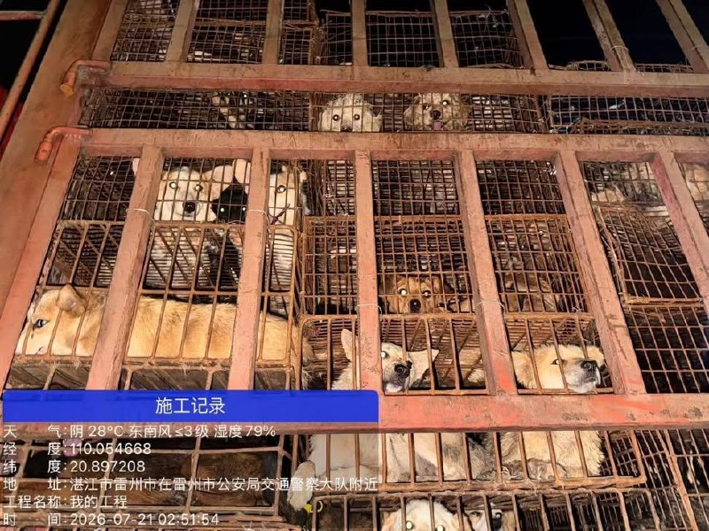 国内首次拦住狗车，500只狗，还是拦住两次，我以为动物保护会有里程碑的胜利，结果呢？志愿者连夜追赶，全群报警，拦下两次，又被警察放行到农业局，说要无害化处理农业局，不让志愿者跟随