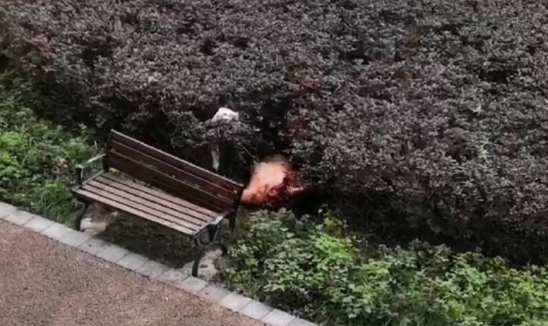 6月6日，重庆 市公安局渝北区分局发布警情通报：6月5日10时许，刘某（男，33岁）因家庭矛盾，在渝北区悦来街道一小区24楼家中，将妻子伤害致死后畏罪跳楼自杀