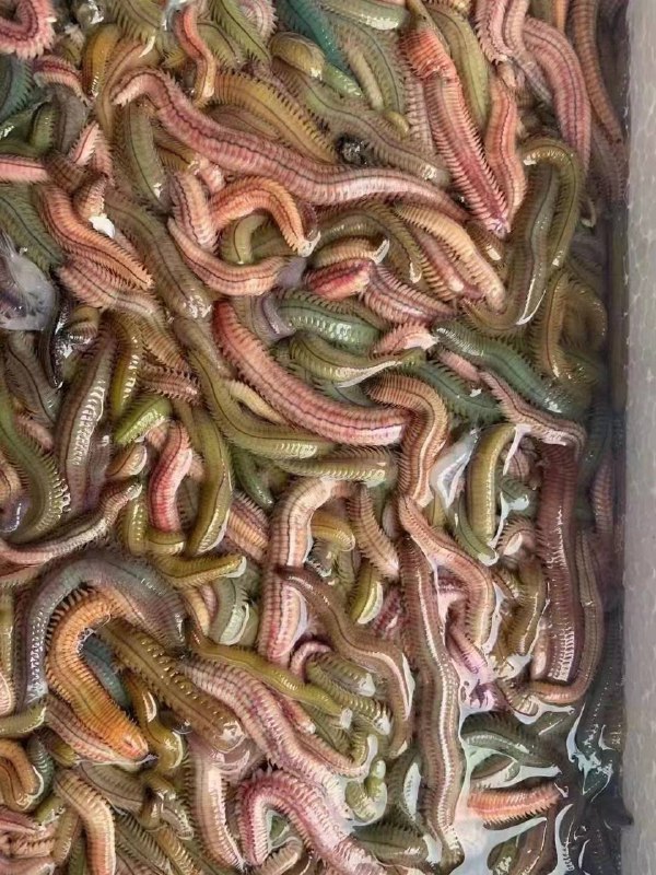 虫虫 #美食 看起来好恶心！虫虫 #美食 看起来好恶心！