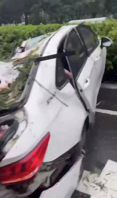 #深圳 #台风 吹倒大树砸中汽车造成1死2伤by 匿名投稿#深圳 #台风 吹倒大树砸中汽车造成1死2伤by 匿名投稿