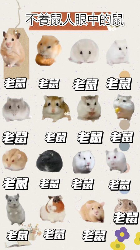 #鼠鼠 專業戶感谢 這有隻貓  投稿！#鼠鼠 專業戶感谢 這有隻貓  投稿！